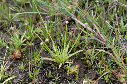 Eriocaulon sexangulare