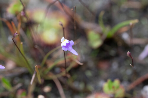 Utricularia minutissima