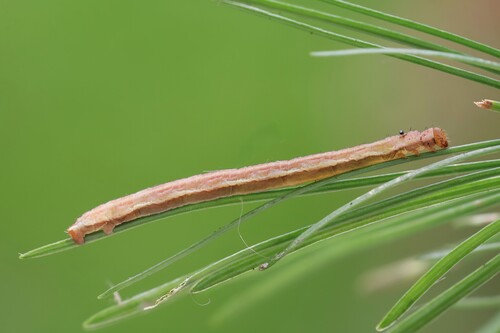 Larch Pug Moth