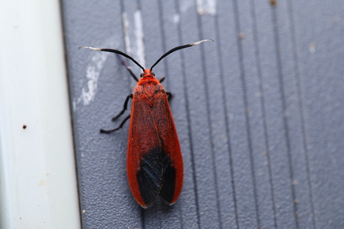 Phauda flammans