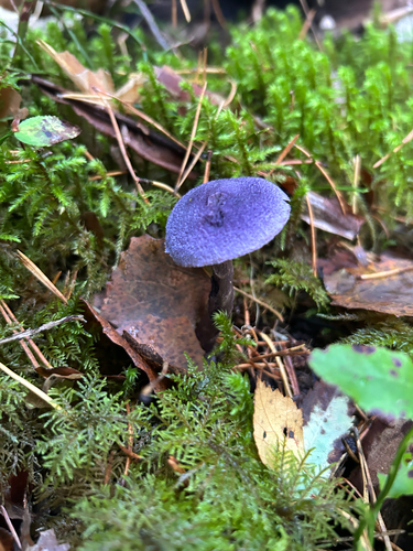 violet webcap
