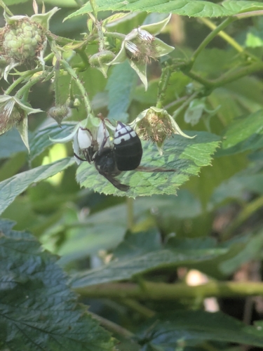 Bald-faced Hornet