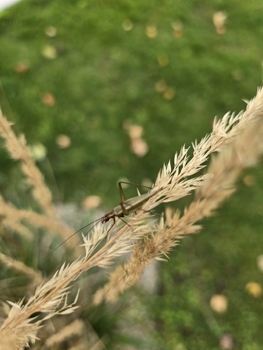 Pine Tree Cricket