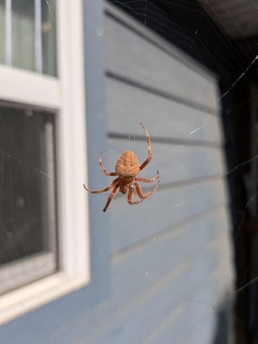Spotted Orbweaver