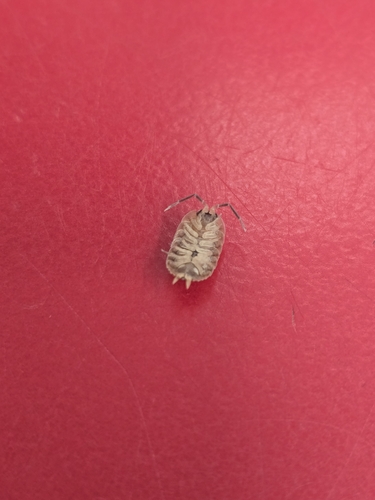 Brickwork Woodlouse