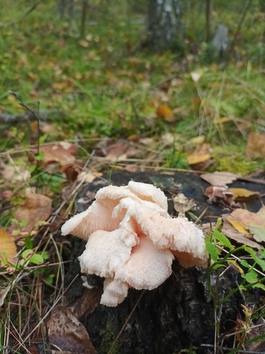 Tiered tooth fungus