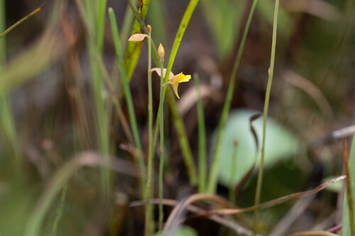 Bifid Bladderwort