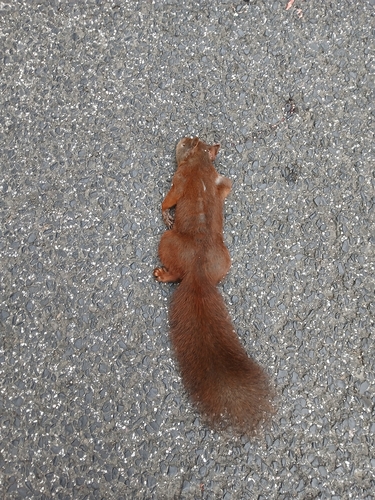 Eurasian Red Squirrel
