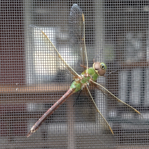 Common Green Darner