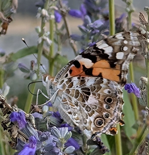 Painted Lady