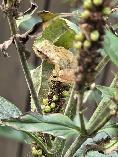 Spring Peeper