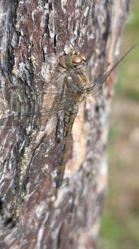 Common Darter