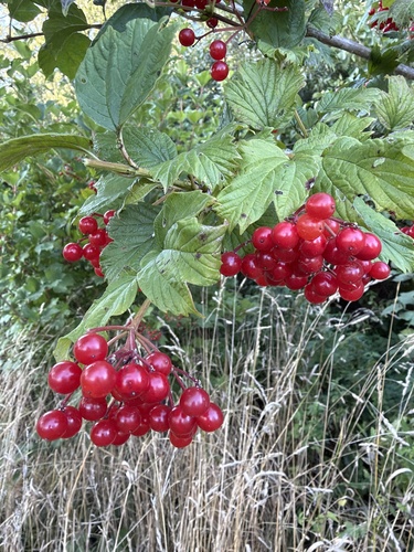 guelder-rose