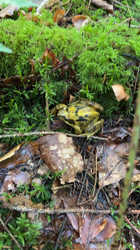 European Common Frog