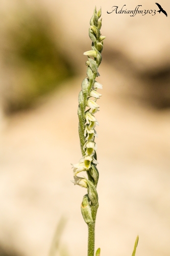 Autumn Ladies' Tresses