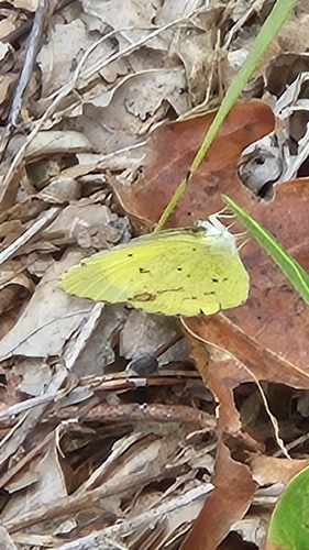 Little Yellow