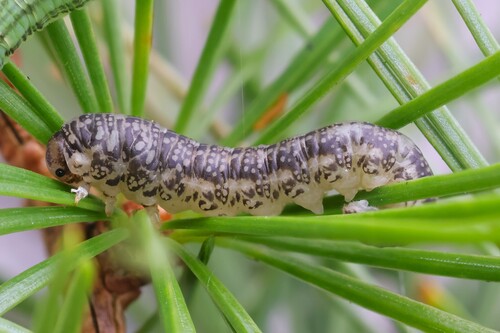 Anoplonyx apicalis