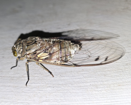 Giant Cicada
