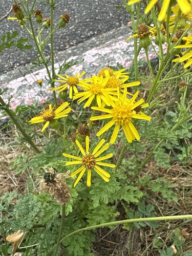 ragwort