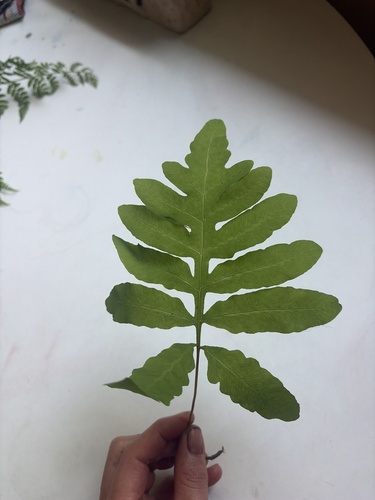 sensitive fern