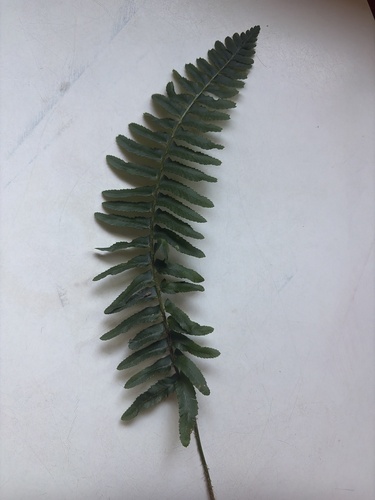 Christmas fern