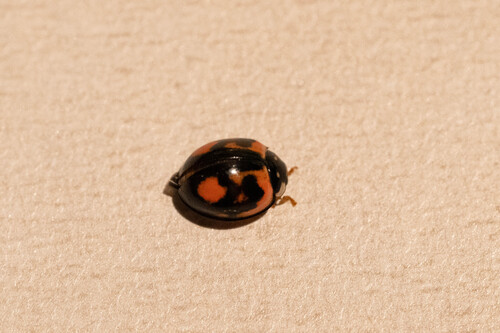 Six-spotted Zigzag Ladybird
