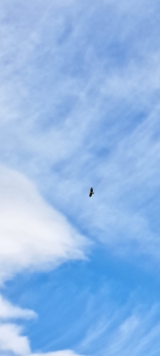 Common Buzzard