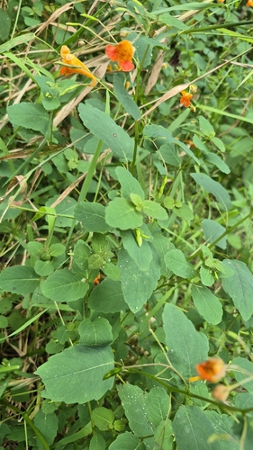 common jewelweed