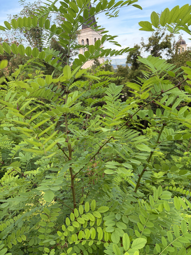 black locust