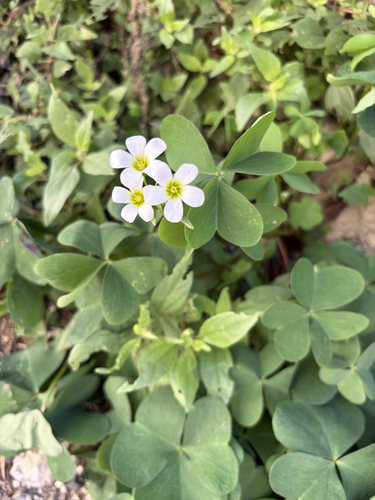 Garden pink-sorrel