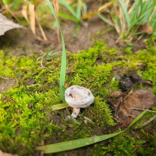 long-stalked gray cup