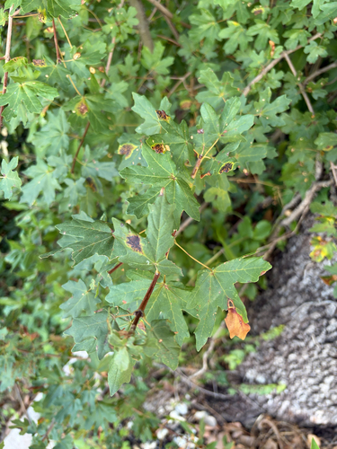 field maple