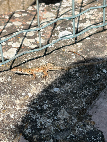 Italian Wall Lizard