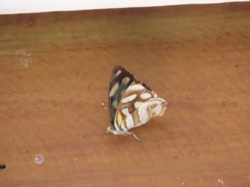 Dynamine aerata
