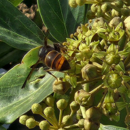 Yellow-legged Hornet