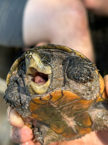 Eastern Musk Turtle