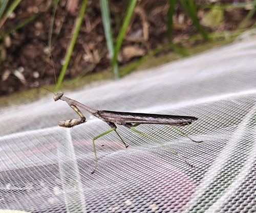 Carolina Mantis