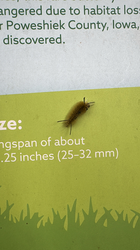 Banded Tussock Moth