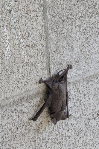 Mexican Free-tailed Bat
