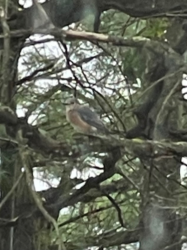 Eastern Bluebird