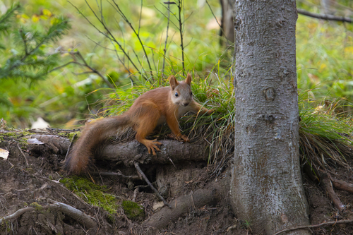 Eurasian Red Squirrel