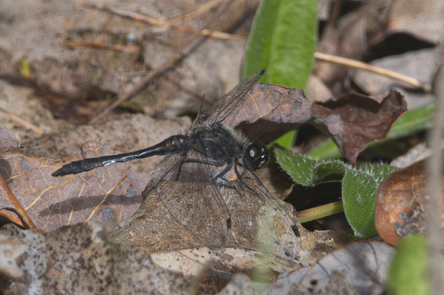 Black Meadowhawk