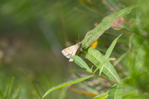 Cotton Bollworm Moth