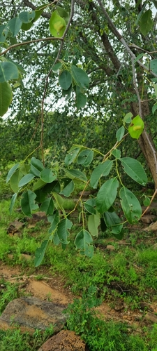 Small-Leaved Bloodwood
