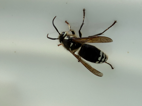Bald-faced Hornet