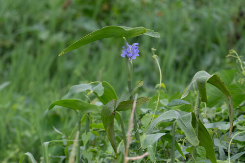 Pontederia elata