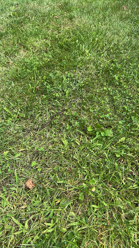 Eastern Garter Snake