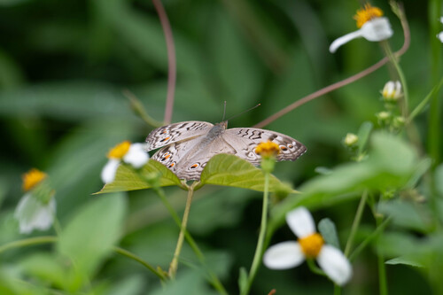 Grey Pansy