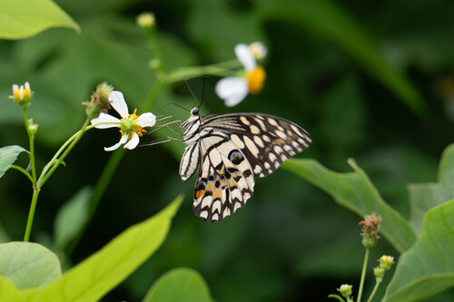 Lime Swallowtail