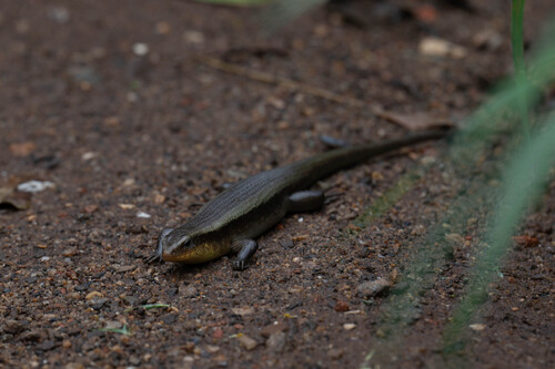Common Sun Skink